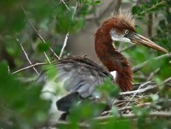 Immature Tricolor Heron Stock Footage