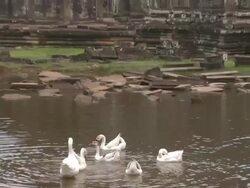 ZO Geese in pond at entrance to Bayon Temple at Angkor Thom / Angkor, Cambodia Stock Footage
