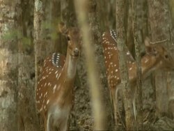 MS 2 Chital Deer (Axis axis) amongst trees, 1 looking to camera, India Stock Footage