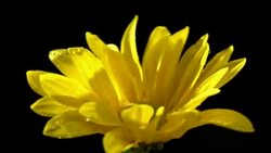 Corn marigold flower in beautiful light with water drops Stock Footage