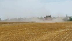 Harvesting of grain harvesters Stock Footage