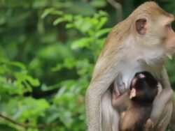 Monkey mom and little baby Stock Footage