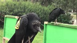 CLEAN : Peru black vultures equipped with GPS to combat waste pollution News Clip