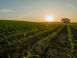 T/L Sunrise over the corn field in springtime Stock Footage