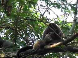 gray monkey mom Stock Footage