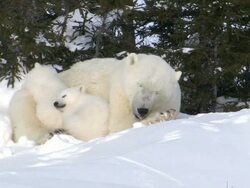 MS Two polar bear cubs nursing / Wapusk National Park, Manitoba, Canada Stock Footage