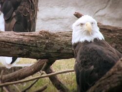 Bald Eagle Stock Footage