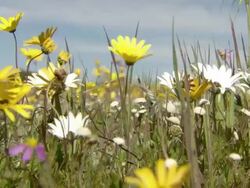 MS Shot of Wild flowers of Namaqualand including common felicias and daisies buffeted by the wind / Namaqualand, Northern Cape, South Africa Stock Footage