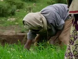 Man weeding the crop Stock Footage