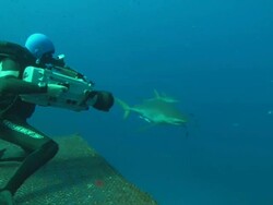 Rebreather diver films Silky shark kneeling on platform, Saudi Arabia, Gulf  Stock Footage