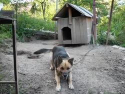 Barking dog Stock Footage