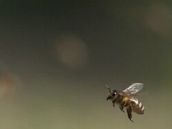 MS SLO MO Honey bee flying for beehive / Vieux Pont, Normandy, France Stock Footage