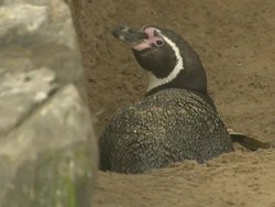 Humboldt Penguins at the Sea Life Centre News Clip