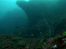 Fish swimming through bubbles coming from hydrothermal vent, Azores, Atlantic Ocean Stock Footage