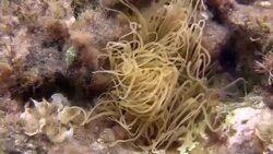 Crab shell on echinid and anemones Stock Footage