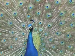 Peacock Turn Stock Footage