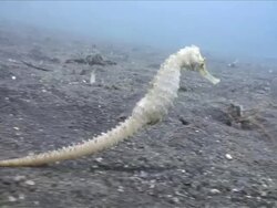 MS TS Seahorse swimming / Lembeh strait, Sulawesi, Indonesia  Stock Footage