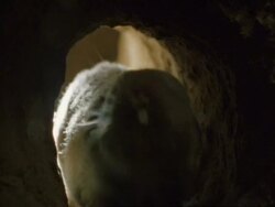 Namaqua mole rat, (Cryptomys hottentotus) comes down tunnel, pauses and goes back MS, Namaqualand, South Africa Stock Footage