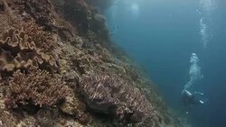 Cliff (drop-off) of coral reef undersea in Raja Ampat Stock Footage