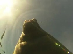 Manatee surfaces for air, close up. Crystal River, Florida, USA  Stock Footage