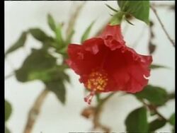 Time lapse - Red hibiscus flower opening Stock Footage