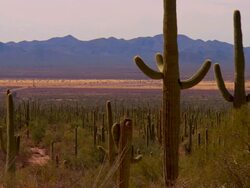 WS, Saguaro cactus and mountain range in background, Tucson,  Arizona, USA Stock Footage
