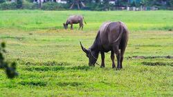 Farming Water Buffaloes Stock Footage