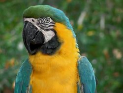 Macaw Blue Golded Stock Footage