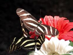 Butterfles Closeup Stock Footage