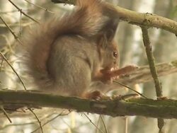 Squirrel eating spruce cone (part three) Stock Footage