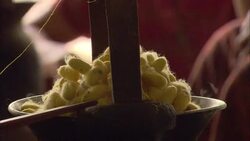 Women sort silk cocoons. Stock Footage