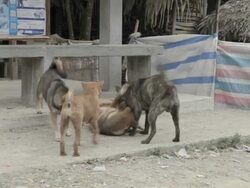 MS feral dogs / Xam Neua, Laos Stock Footage