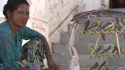Caged birds outside the Shwedagon Pagoda News Clip
