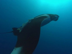 Manta Rays cephalic lobe, Mexico  Stock Footage