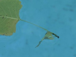 Leaf 5 Stock Footage