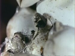 CU Grass snakes hatching from eggs, UK Stock Footage