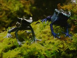 Poison dart frogs Stock Footage