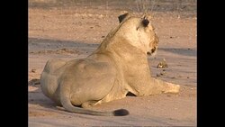 Lioness in Lower Zambezi National Park News Clip