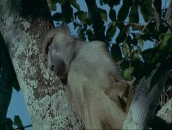 MS Baboon asleep in tree, Tanzania Stock Footage