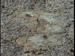 MCU salt deposits on dry ground, Gujarat, India Stock Footage