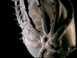 Vampire squid (Vampyroteuthis diabolus) Stock Footage