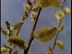 T/L Many Pussy Willow catkins flowering Stock Footage