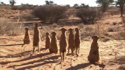 A clan of meerkats stands on sand and watches. Stock Footage