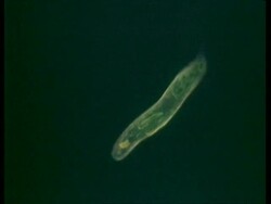 CU microscopic view of Euglena moving Stock Footage