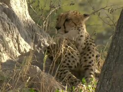 CU Shot of cheetah resting on grassy patch of termite mound / Okavango Delta, North-West District, Botswana Stock Footage