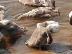 Young wild ducks washing Stock Footage