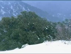 Mountain side with shrub in snow, Andalucia, Spain Stock Footage