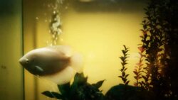 goldfish Stock Footage