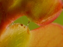 CU Yellow and red budding flower, Botswana, Africa Stock Footage