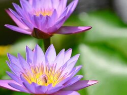 Purple Water Lily Stock Footage